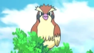 Pidgey de Goh