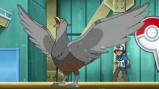 Unfezant de Ash Ketchum