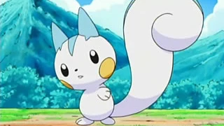 Pachirisu de Maya