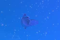 Fotografía de Frosmoth de ★ en New Pokémon Snap