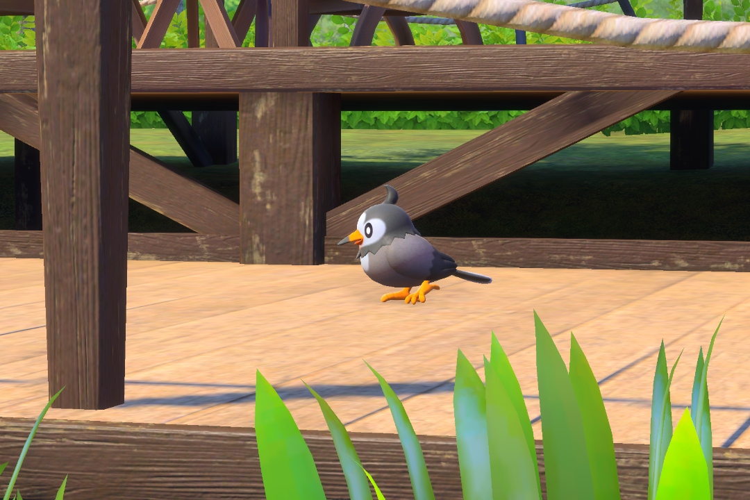 Fotografía de Starly de ★ en New Pokémon Snap