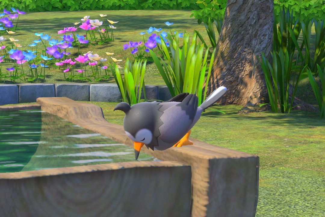 Fotografía de Starly de ★★★ en New Pokémon Snap