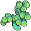 Tallo de uvas de mar