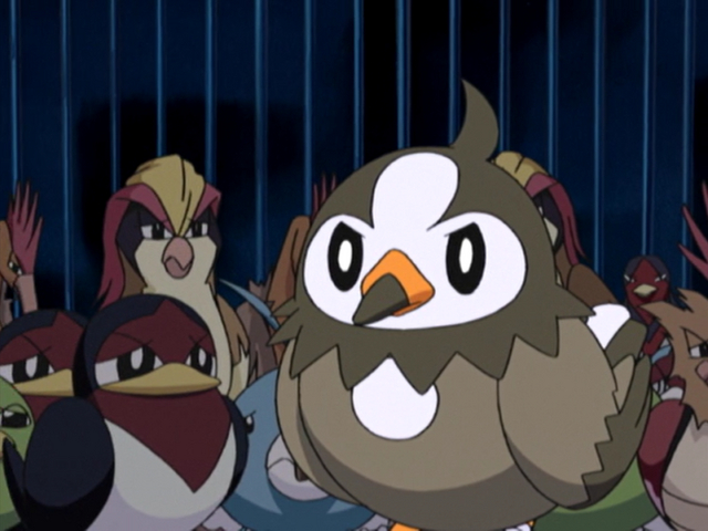 A Staravia Is Born - Diamond and Pearl